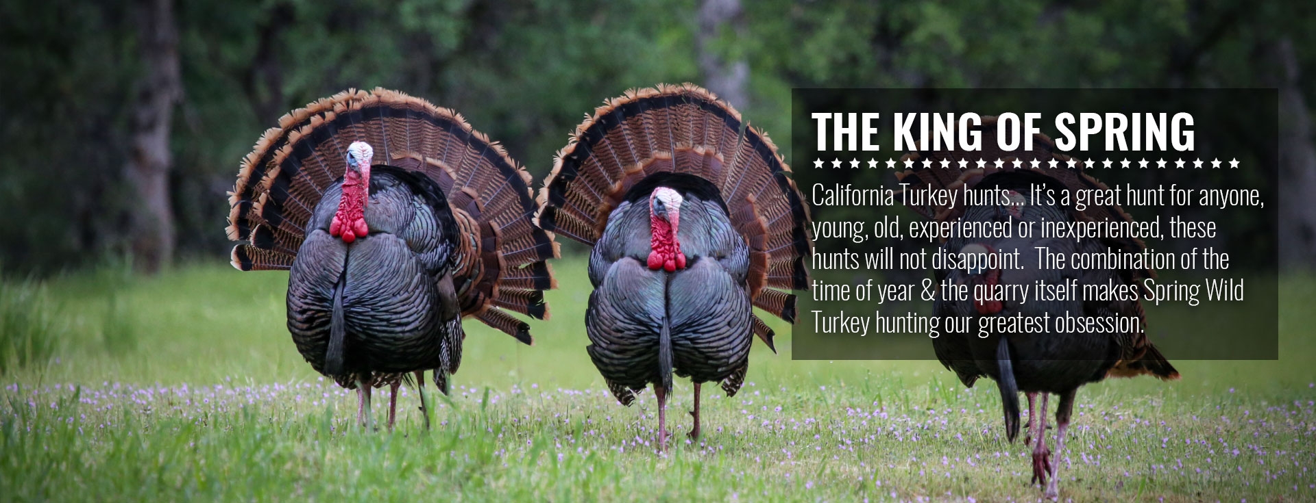 Wild Turkey Hunting Northern California with SC2 Outdoors